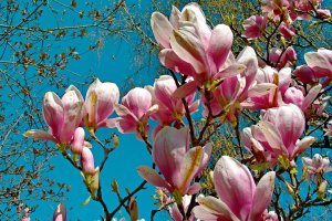 SDIM6022.jpg SDIM6022.jpg