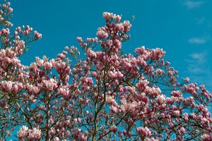 SDIM6122.jpg SDIM6122.jpg