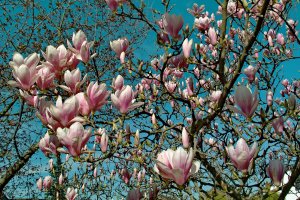 SDIM6021.jpg SDIM6021.jpg