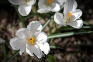 IMGP4127.jpg IMGP4127.jpg