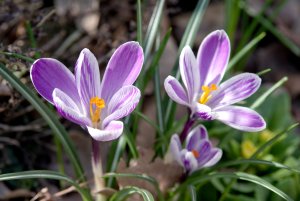 IMGP4143.jpg IMGP4143.jpg