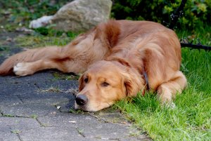 IMGP4160.jpg IMGP4160.jpg