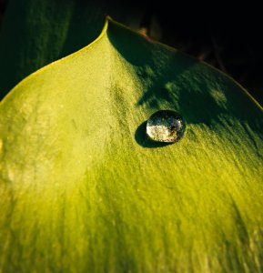 waterdrop-2 klein.jpg