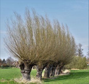 DSC_0084-1 klein.jpg