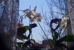 DSC02814Tessar 50 mm 2.8.jpg