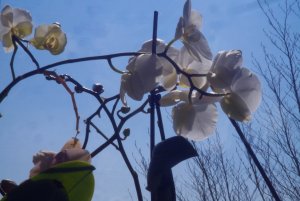 DSC02815Tessar 50 mm 2.8.jpg