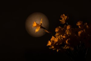 für Fotoforum-3.jpg