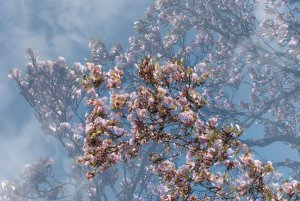 für Fotoforum_2.jpg