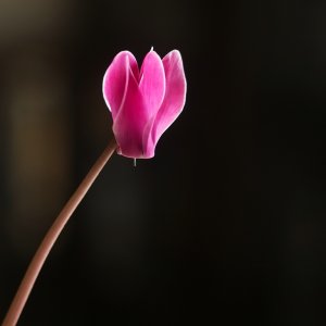 Forum IMG01000tifcr SD10 + Porst 1,4 55mm(c)PPf.jpg