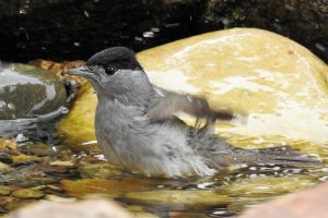 Mönchsgrasmücke badet.jpg