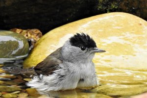 Mönchsgrasmücke badet4.jpg