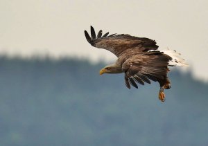 35872013eb-1.jpg 35872013eb-1.jpg