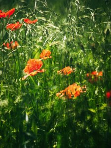 Soligor Wiesenblume.jpg