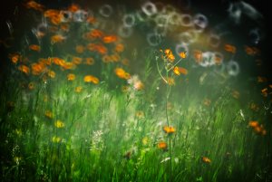 Soligor Wiesenblume-2.jpg