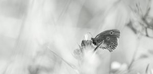 Brauner Waldvogel.jpg