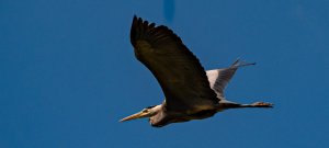 Fischreiher Pano klein.jpg