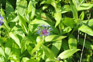 Sigma 28-70_voll.jpg