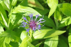 Sigma 28-70_eingezoomt.jpg