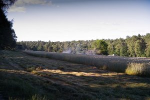 bf IMGP0988.jpg bf IMGP0988.jpg