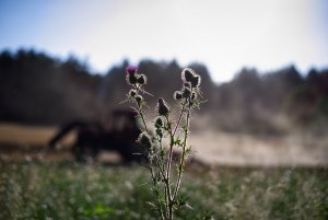 bf IMGP1003.jpg bf IMGP1003.jpg