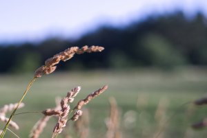 bf IMGP1014.jpg bf IMGP1014.jpg