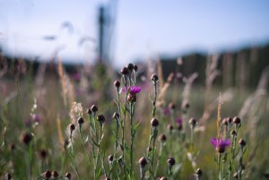 bf IMGP1020.jpg bf IMGP1020.jpg