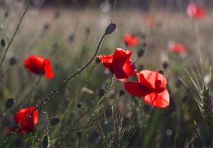 bf IMGP1028.jpg bf IMGP1028.jpg