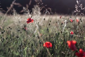 bf IMGP1032.jpg bf IMGP1032.jpg