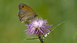 HD_P1079341.jpg HD_P1079341.jpg