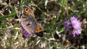 HD_P1350163.jpg HD_P1350163.jpg