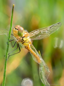 2019-07-07 12-22-34 (A,Radius8,Smoothing4).jpg