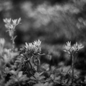 XT2D6193-Bearbeitet.jpg XT2D6193-Bearbeitet.jpg