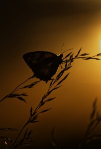 Schachbbrett (2).jpg