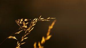 Schachbbrett (3).jpg