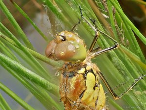 2019-07-14 10-00-30 (C,Smoothing3).jpg