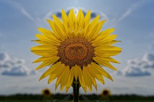 Bild 14.07.19 um 10.17.jpg