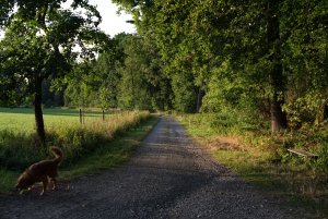 IMGP2159.jpg IMGP2159.jpg