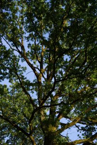 IMGP2160.jpg IMGP2160.jpg