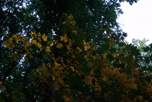 IMGP2174.jpg IMGP2174.jpg