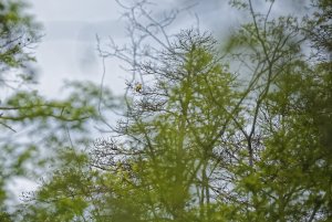 _G1A5249_DxO.jpg _G1A5249_DxO.jpg