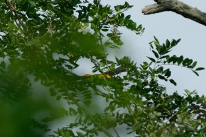 DSC_0226_DxO.jpg DSC_0226_DxO.jpg