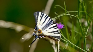 HD_P1090480PS.jpg HD_P1090480PS.jpg