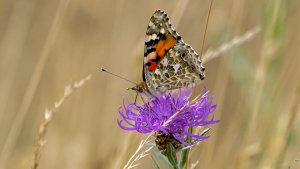 HD_P1079823.jpg HD_P1079823.jpg