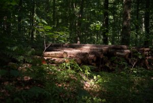 bf Wald 02.jpg bf Wald 02.jpg