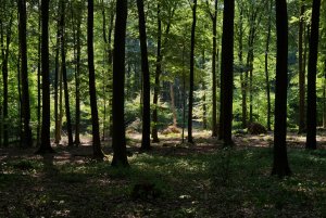 bf Wald 04.jpg bf Wald 04.jpg