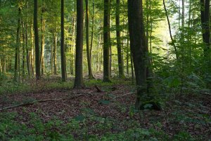 bf IMGP2365.jpg bf IMGP2365.jpg