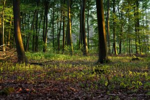 bf IMGP2368.jpg bf IMGP2368.jpg