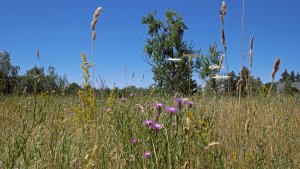 Wiesenpflanzen500.jpg