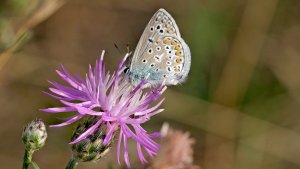 HD_Stack_P1101268 23.jpg