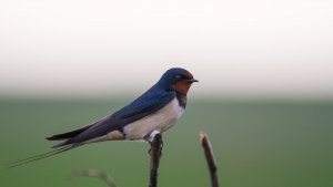 _MG_1131.jpg _MG_1131.jpg